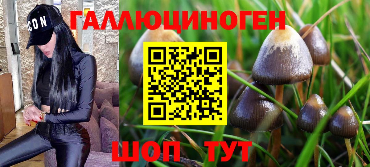 Псилоцибиновые грибы GOLDEN TEACHER  Вход с VPN  Новотроицк 